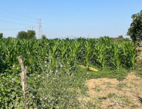 Aydın’da tarlada ortalık karıştı