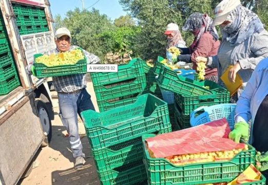 Manisa'da bağlarda üzüm sezonu heyecanı başladı
