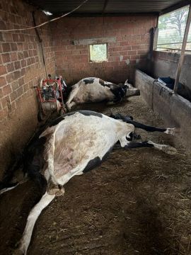 Aydın’da yıldırım felaketi